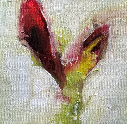 Budding Amaryllis  |  6 x 6