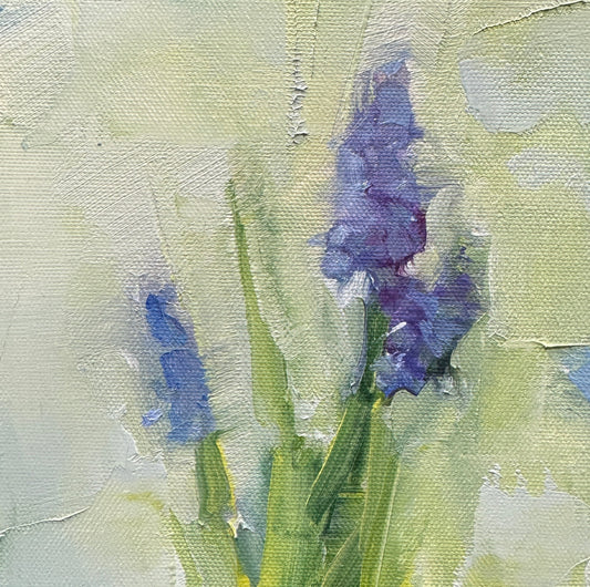 Muscari |  6 x 6