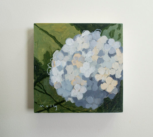White Hydrangea | 6 x 6